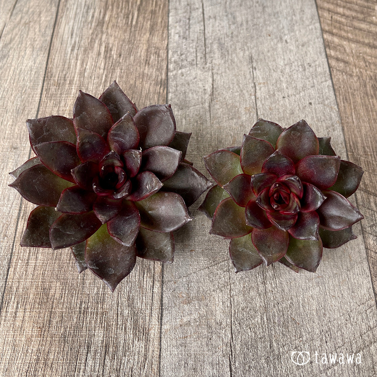 *新入荷* モカ(チャンヒー農園苗)