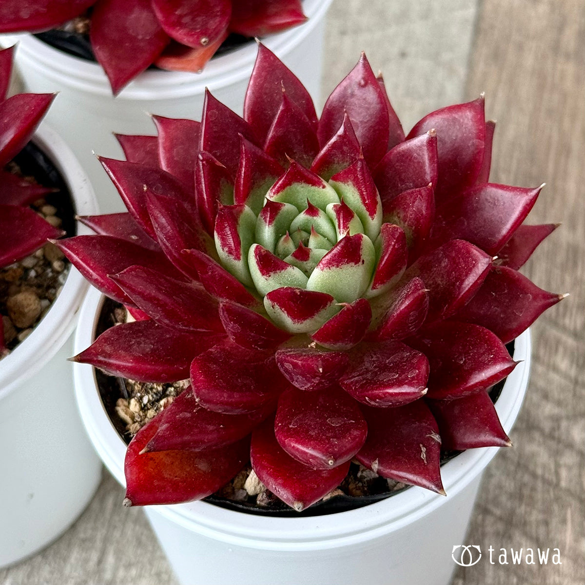 New Arrivals: Ice Green