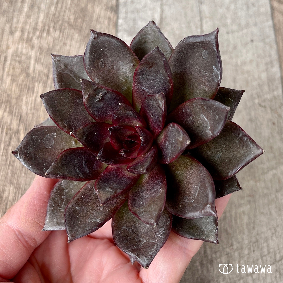 *新入荷* モカ(チャンヒー農園苗)