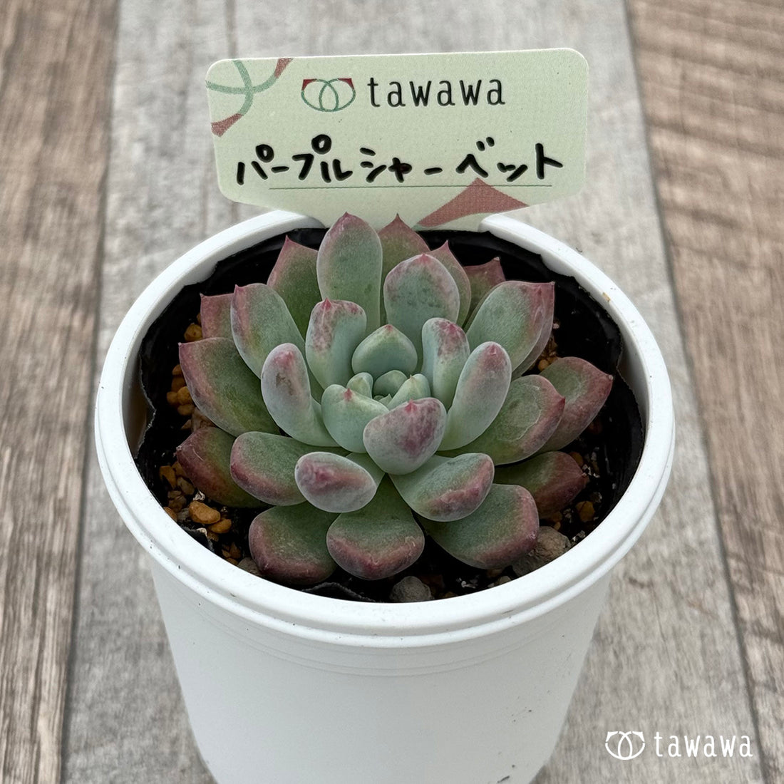 パープルシャーベット 【tawawaハウス苗】