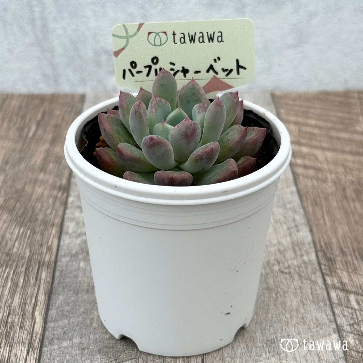 パープルシャーベット 【tawawaハウス苗】