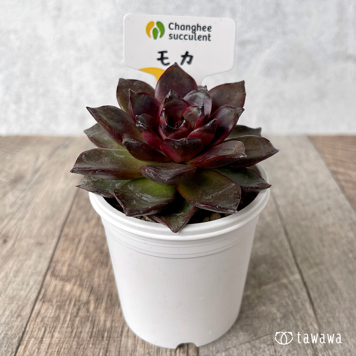 *新入荷* モカ(チャンヒー農園苗)