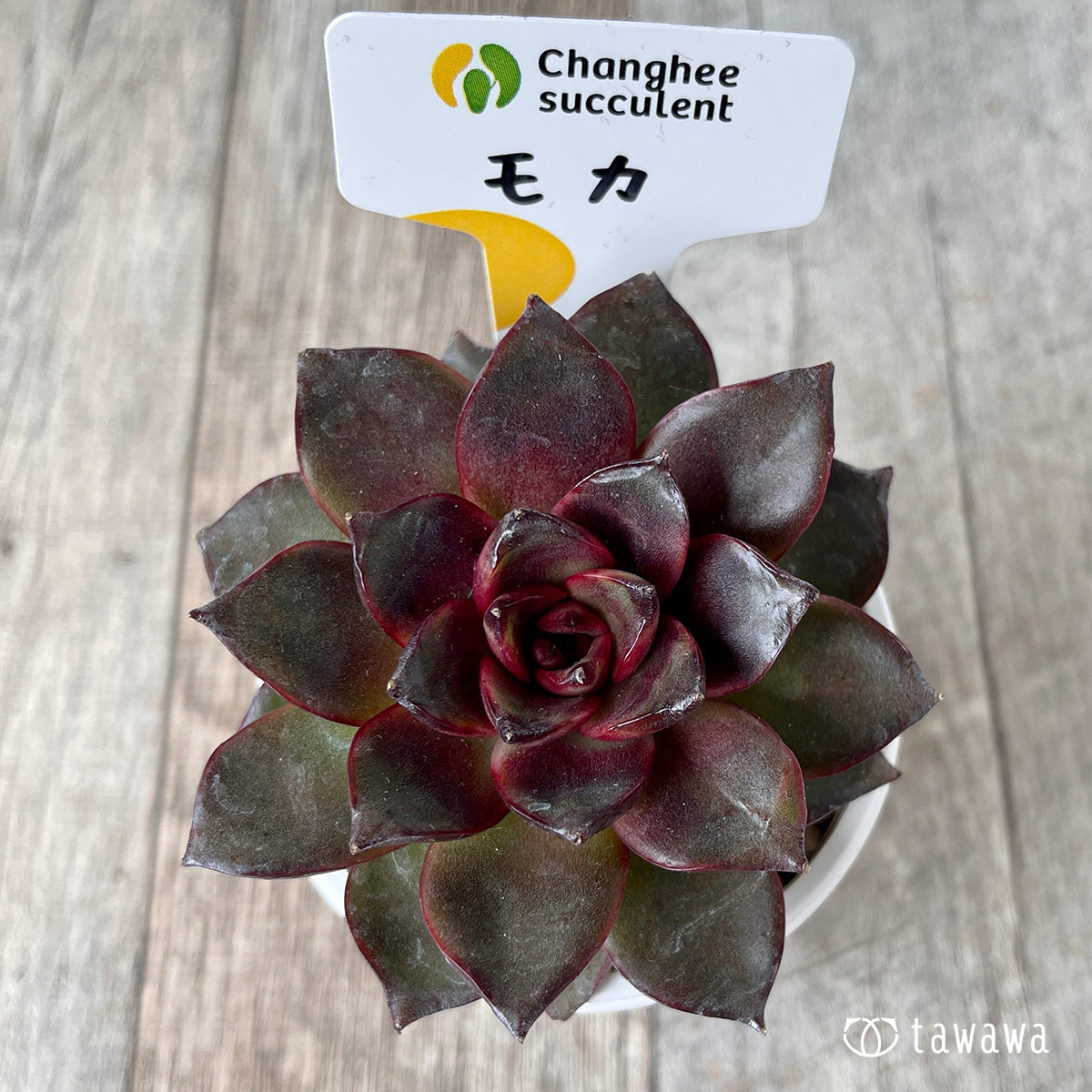 *新入荷* モカ(チャンヒー農園苗)