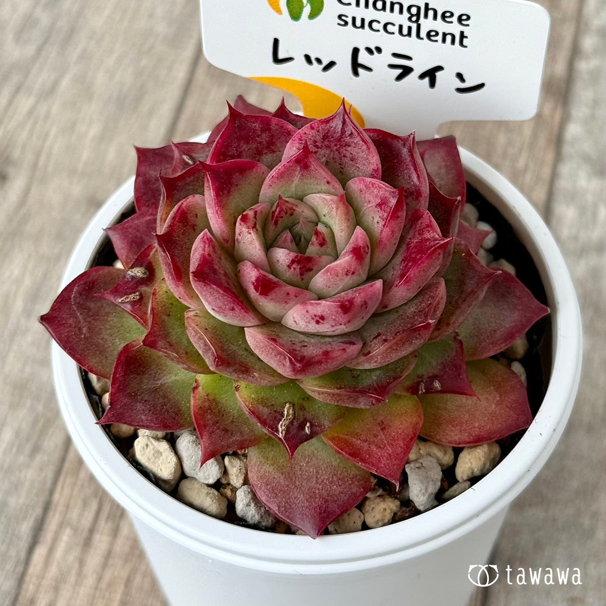 *新発売* レッドライン(チャンヒー農園)【tawawaハウス苗】