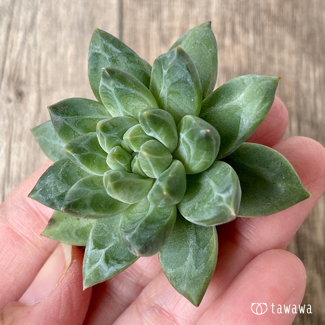 New Arrivals: Ice Green