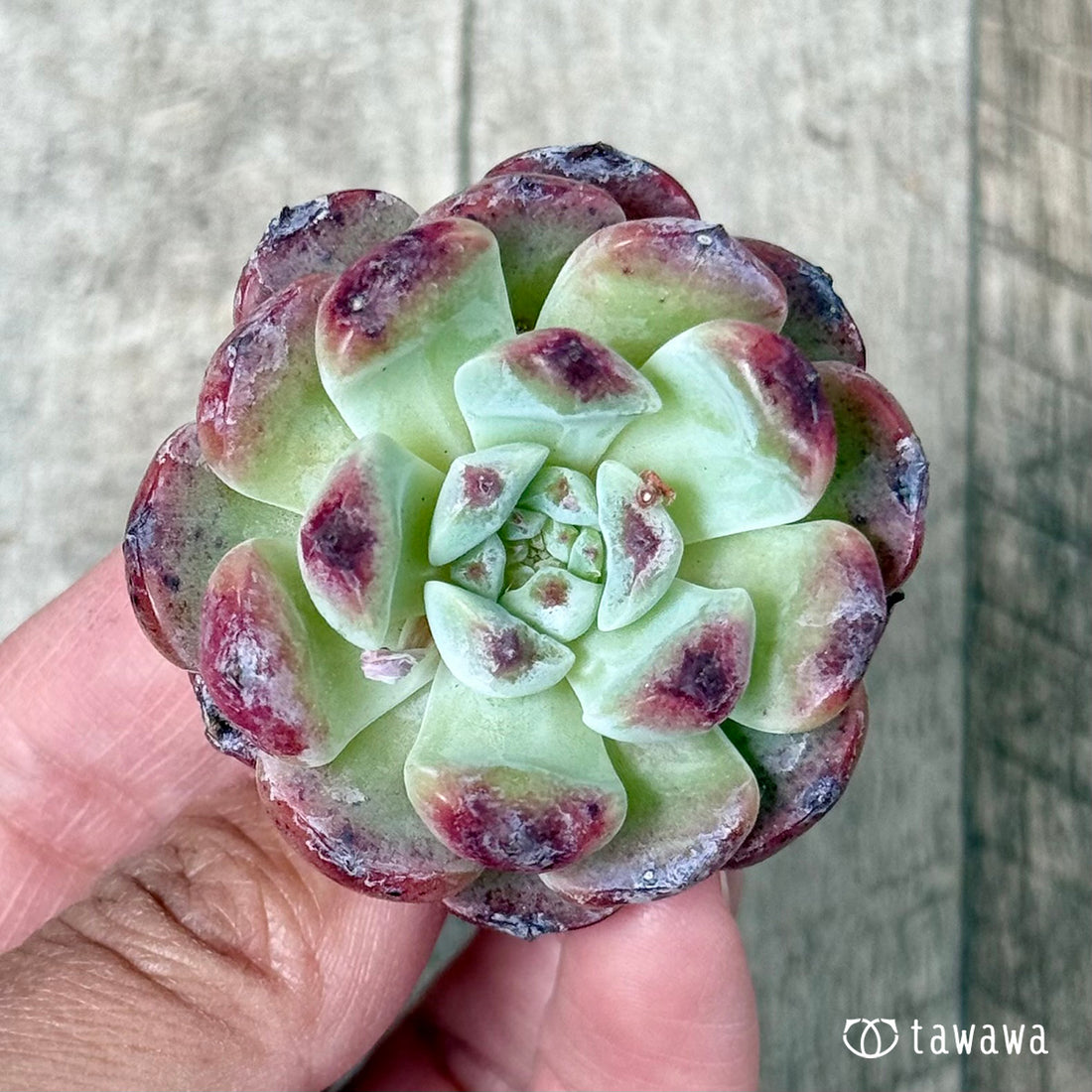 オーロラベリー【中サイズ苗】(チャンヒー農園苗)