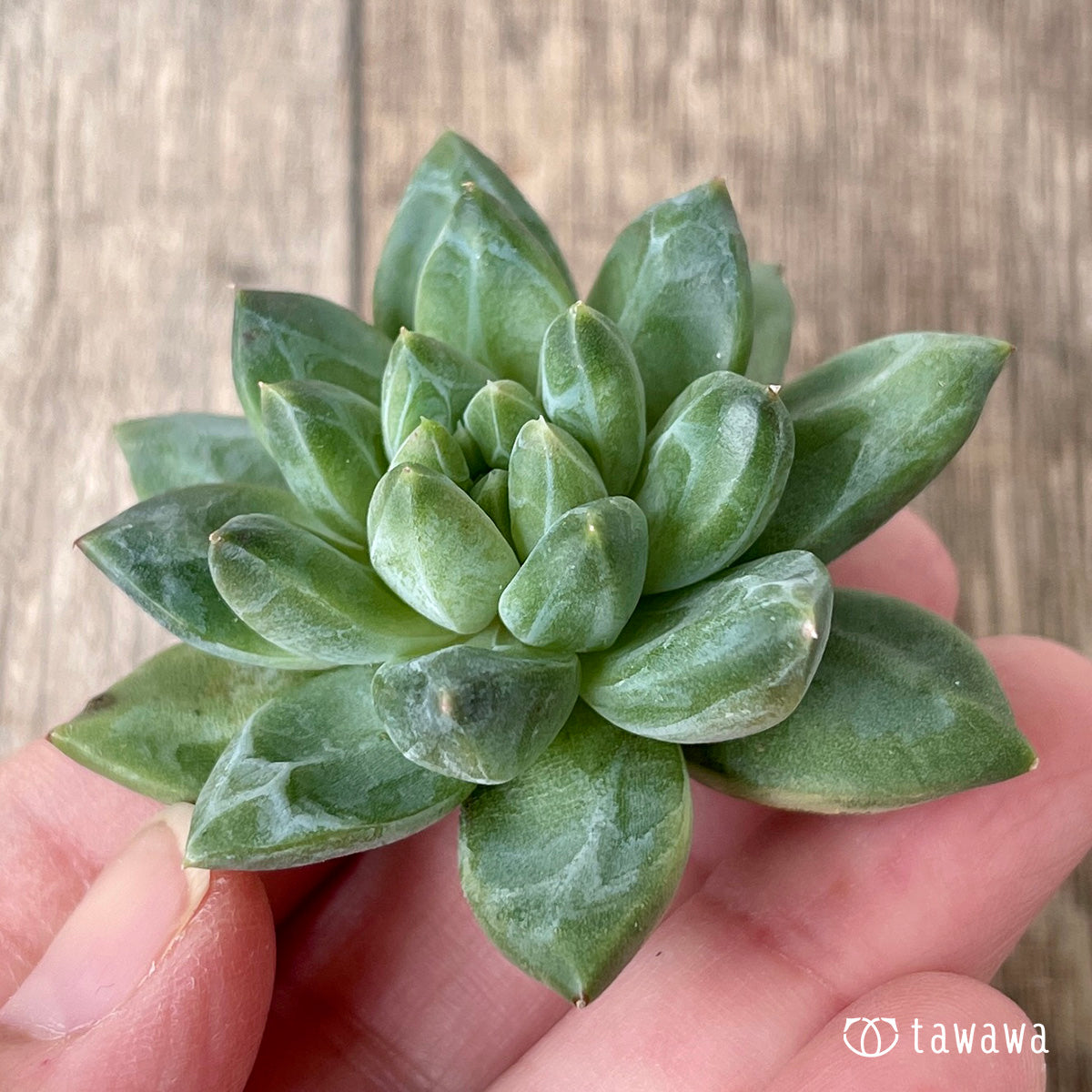 *新入荷* ユニコーン(チャンヒー農園苗)