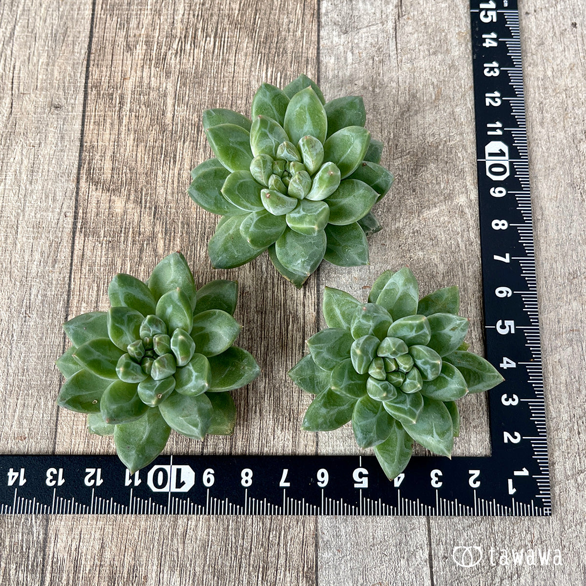 *新入荷* ユニコーン(チャンヒー農園苗)