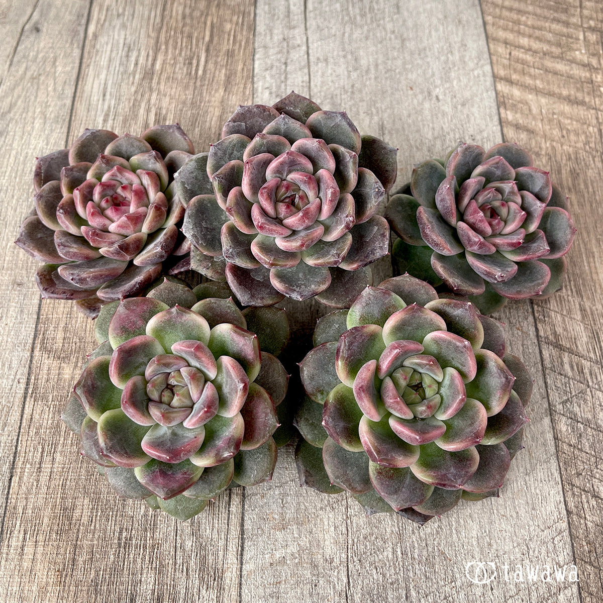 *新入荷* ライラックドレス【約6~7㎝】(チャンヒー農園苗)