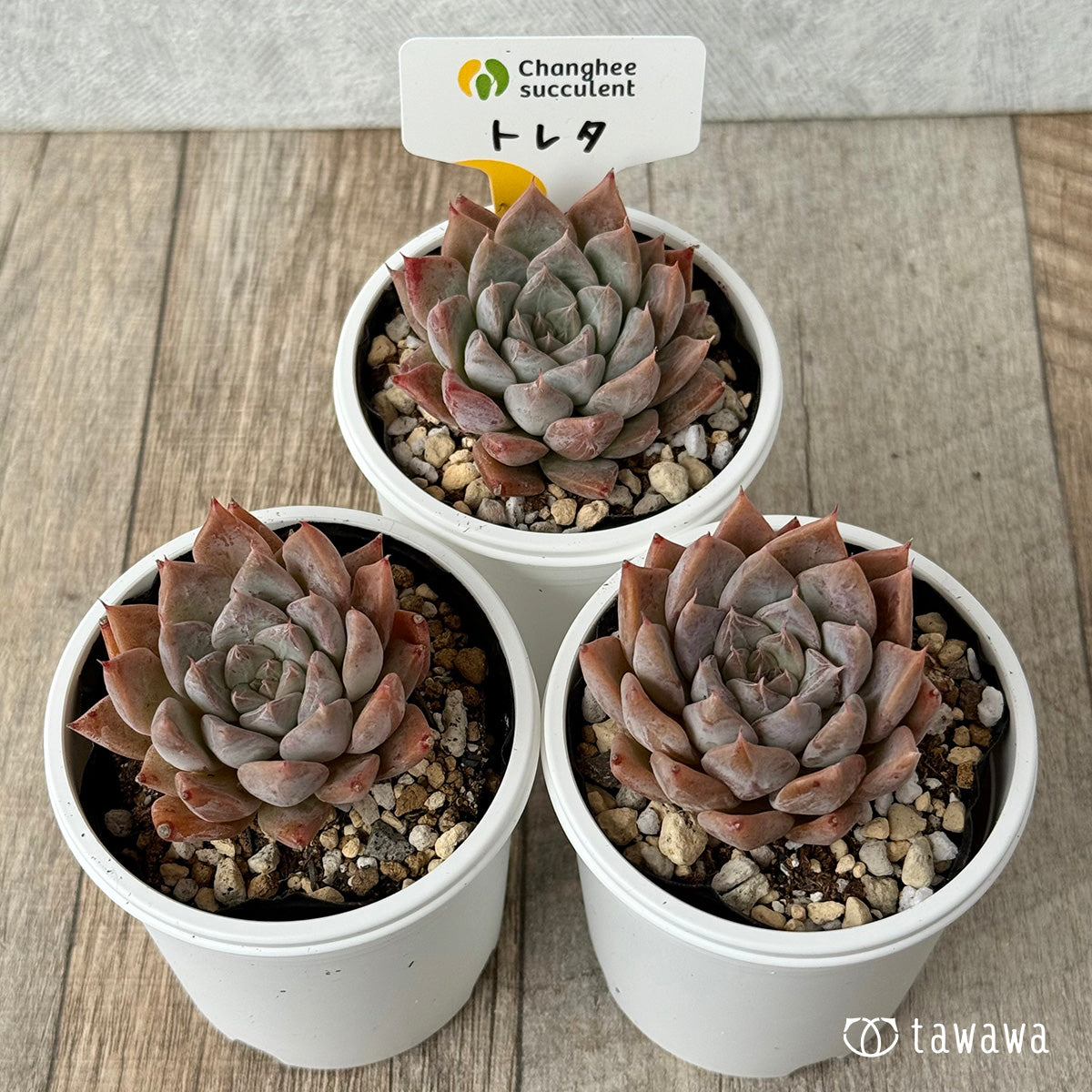 New Arrivals: Ice Green