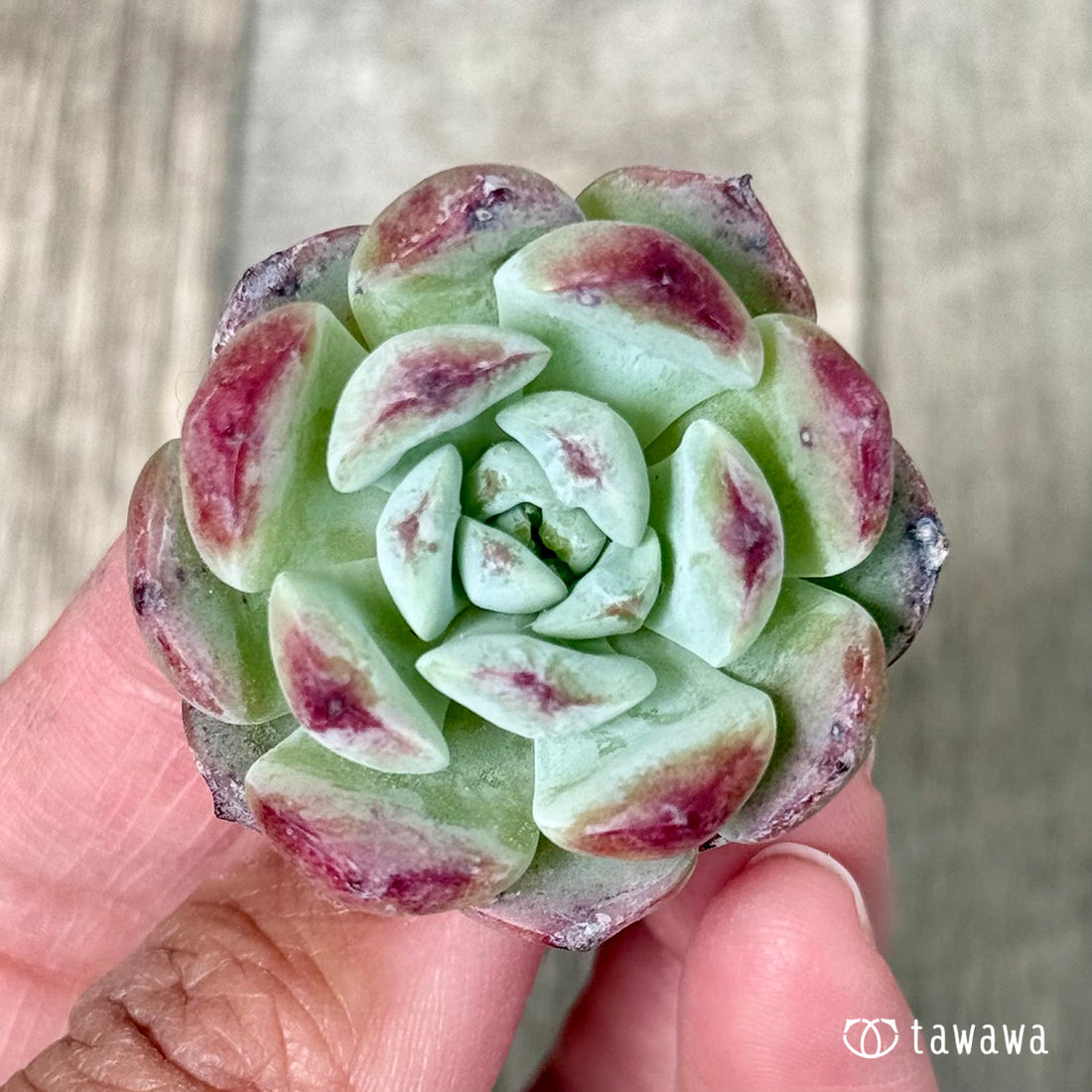 オーロラベリー【小サイズ苗】(チャンヒー農園苗)