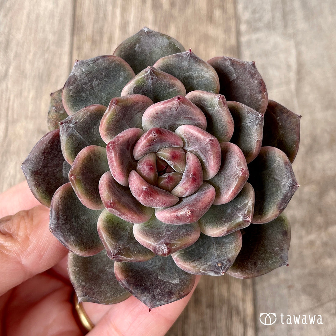 New Arrivals: Ice Green