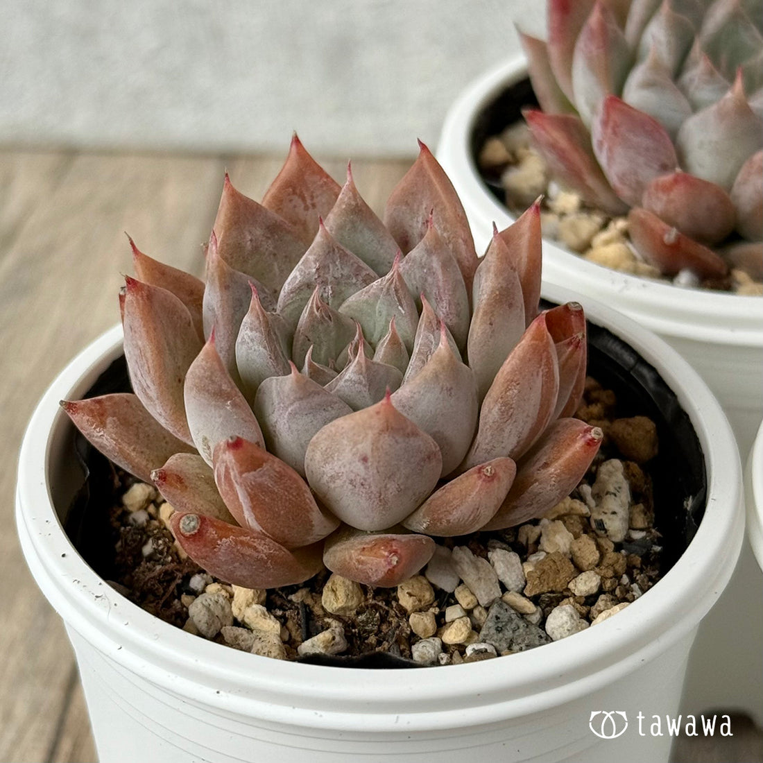 New Arrivals: Ice Green