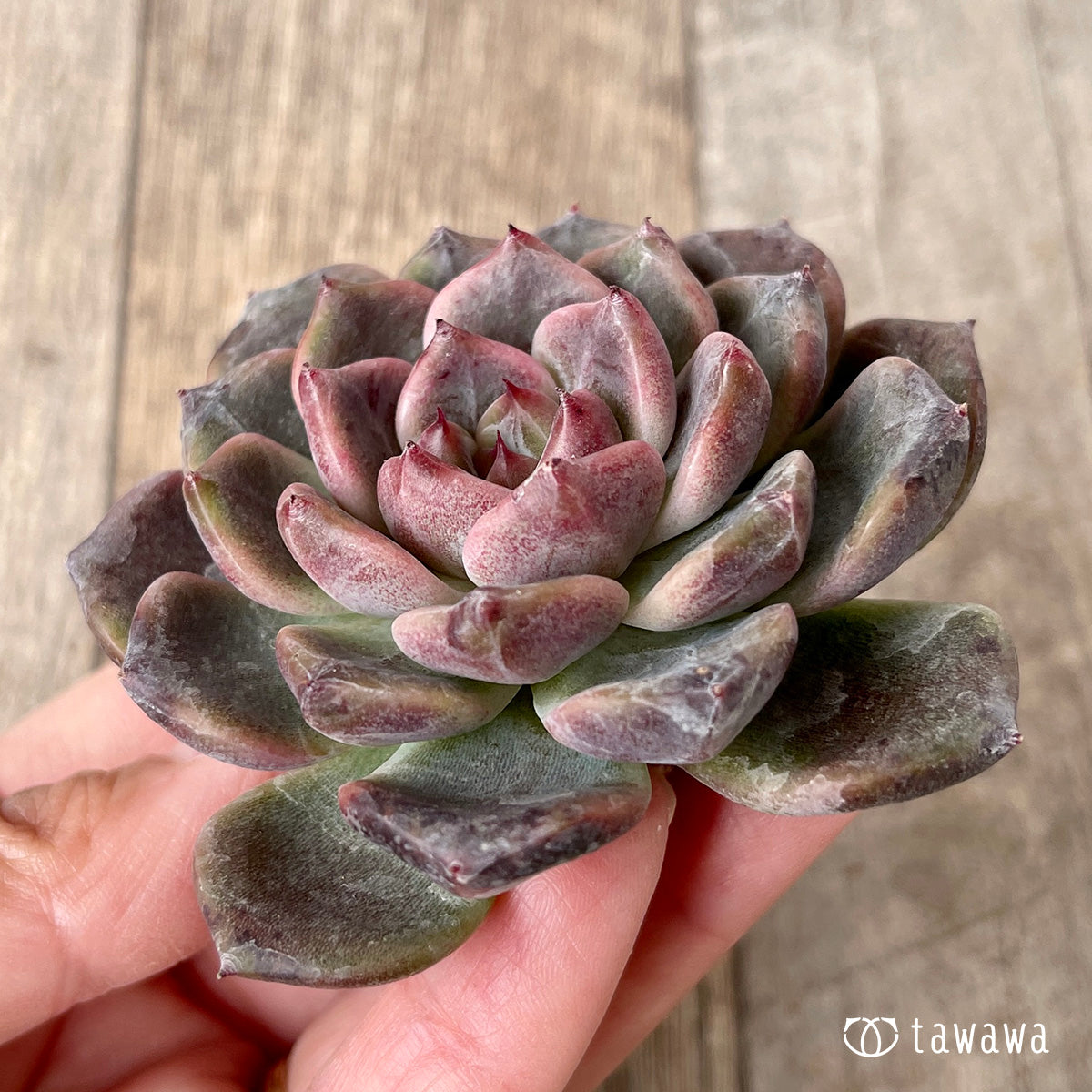 *新入荷* ライラックドレス【約6~7㎝】(チャンヒー農園苗)