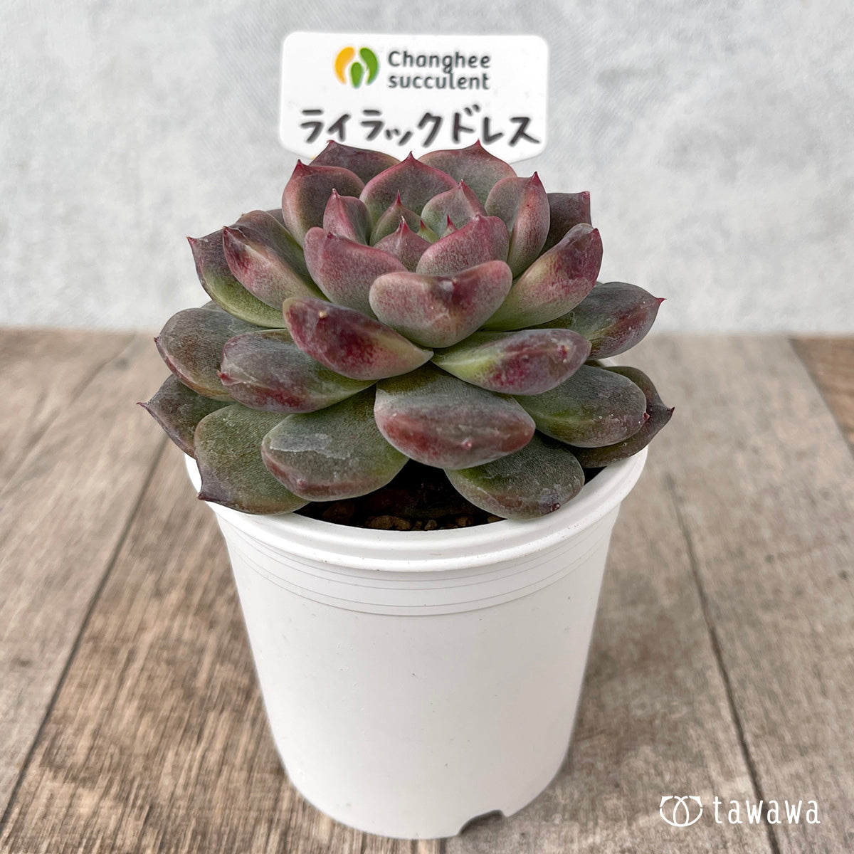 *新入荷* ライラックドレス【約6~7㎝】(チャンヒー農園苗)