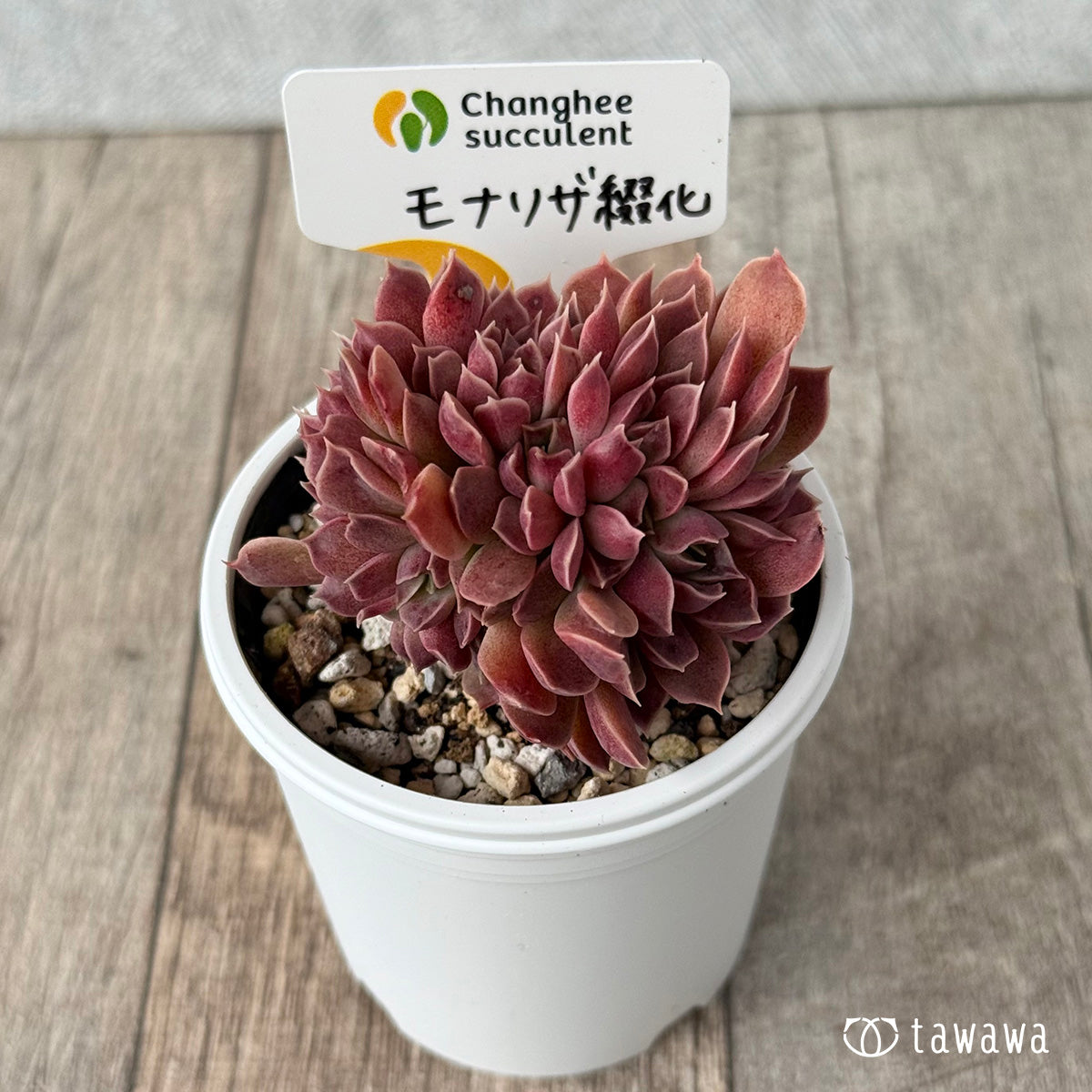 New Arrivals: Ice Green