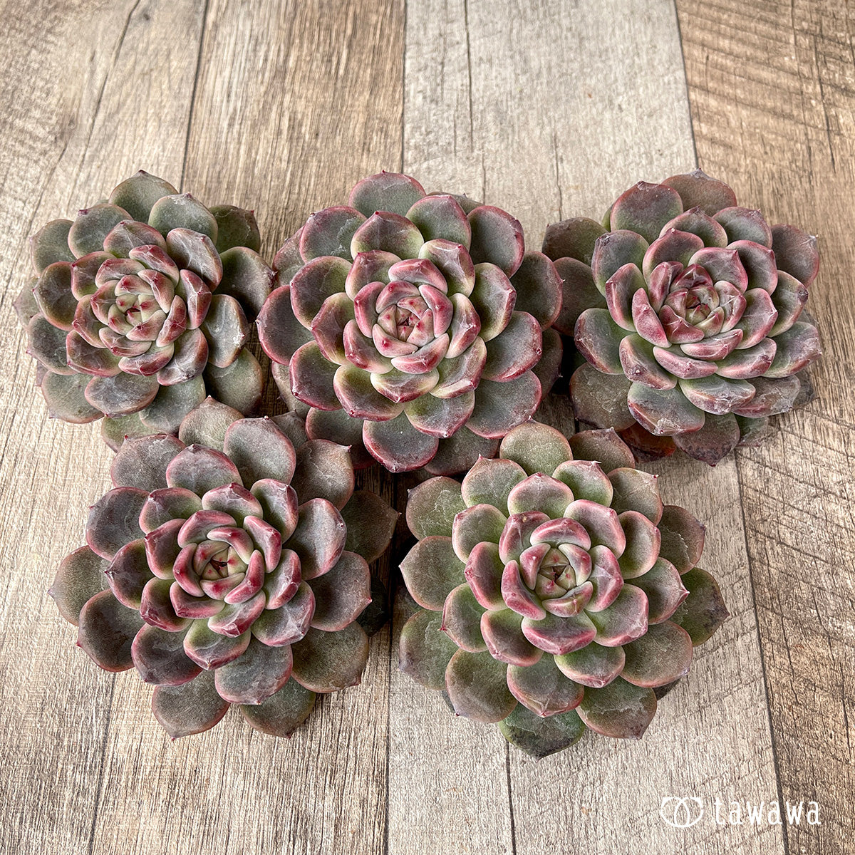 *新入荷* ライラックドレス【約8㎝以上】(チャンヒー農園苗)