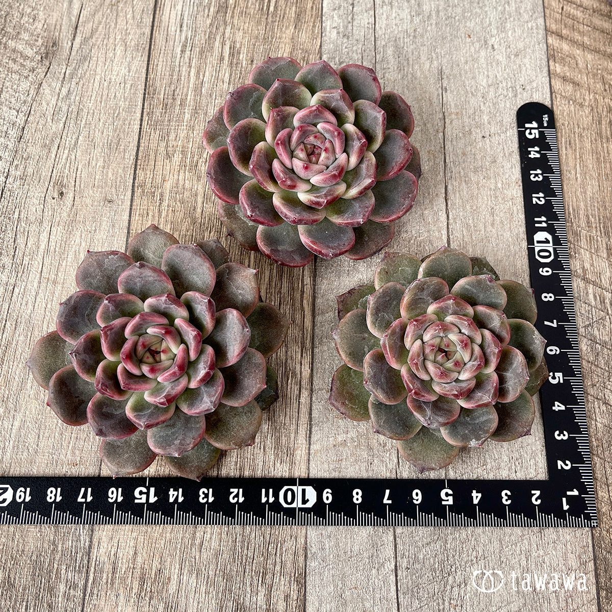 *新入荷* ライラックドレス【約8㎝以上】(チャンヒー農園苗)