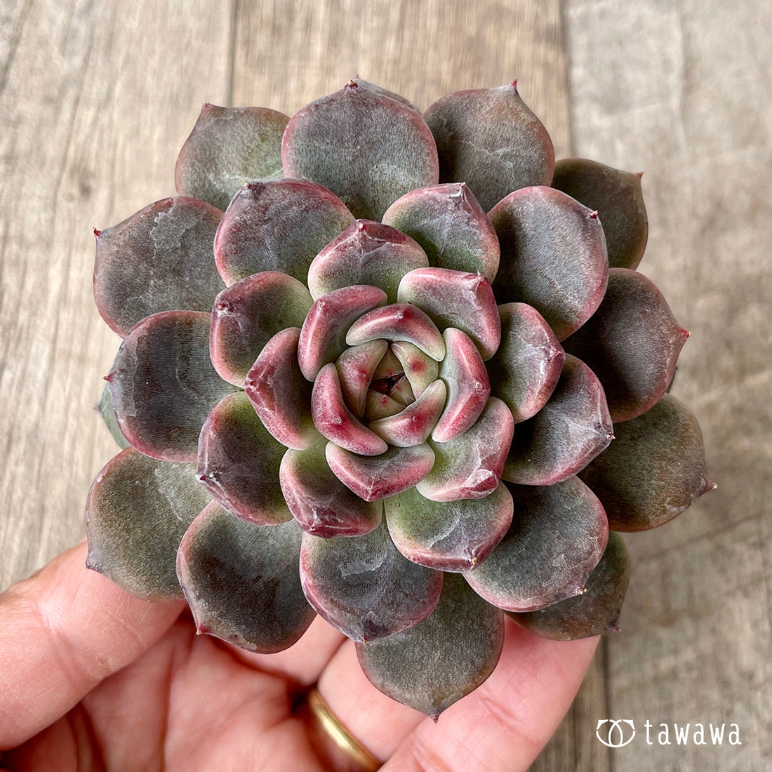 New Arrivals: Ice Green