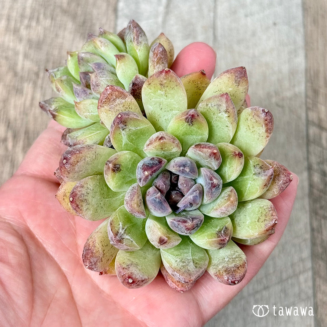 New Arrivals: Ice Green