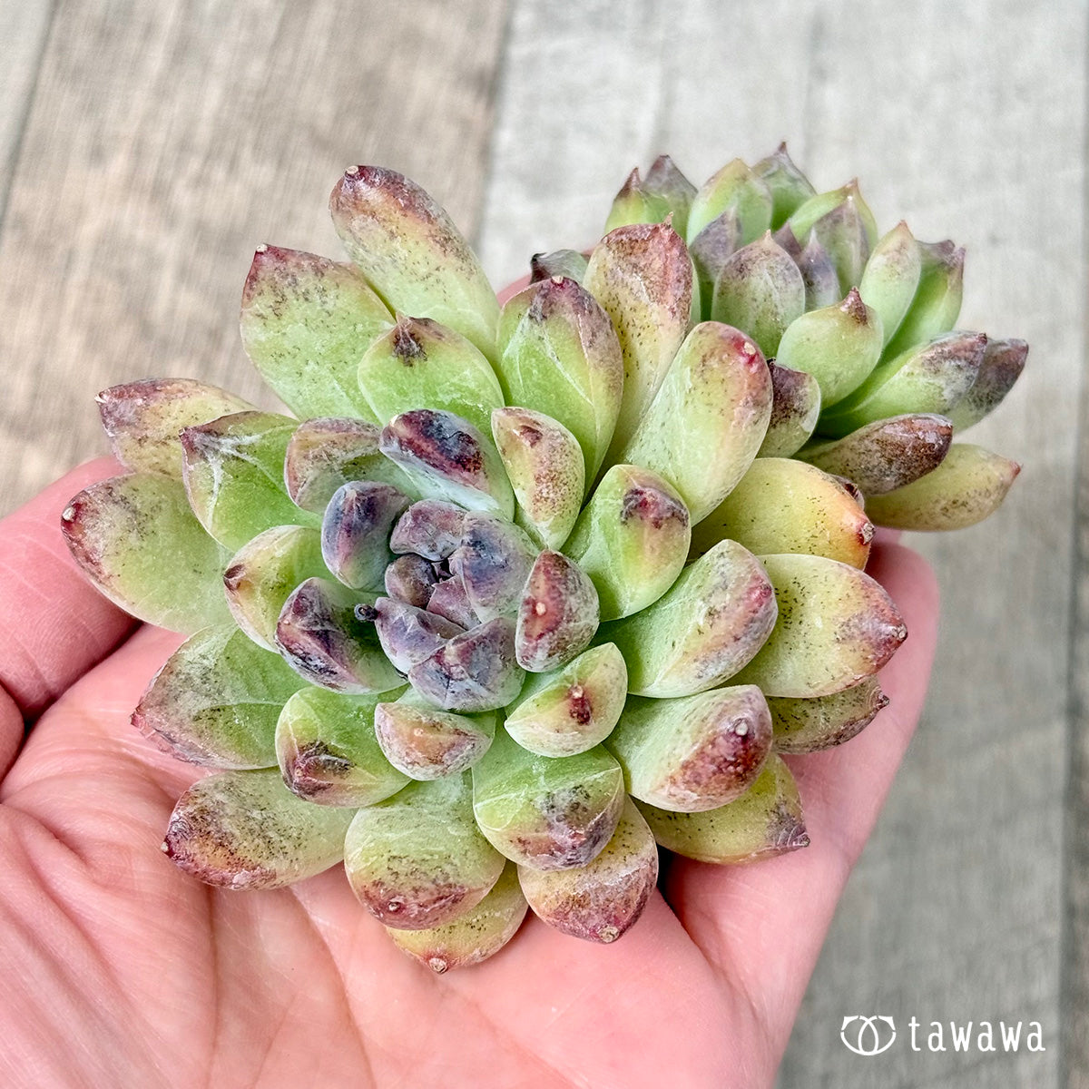 New Arrivals: Ice Green
