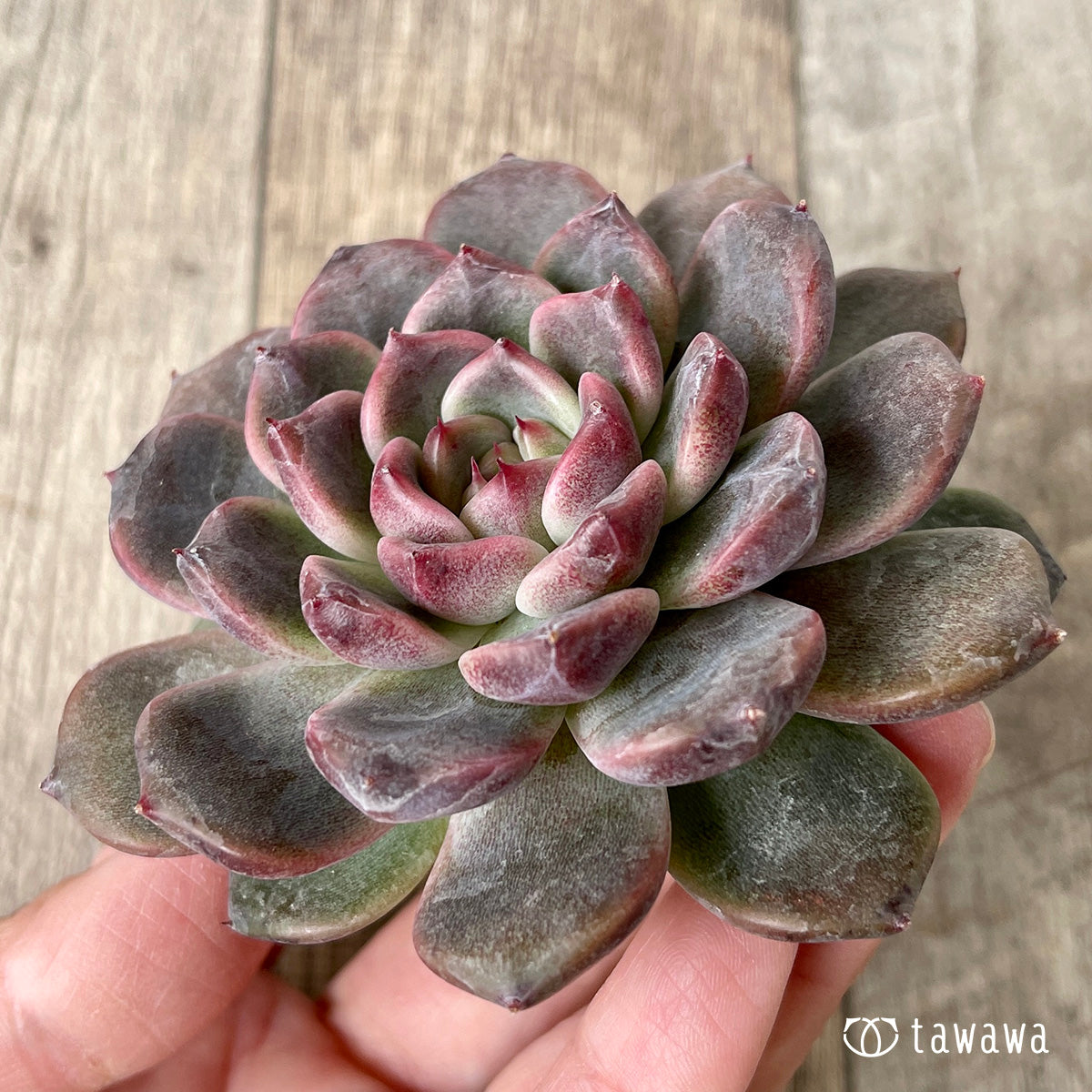 *新入荷* ライラックドレス【約8㎝以上】(チャンヒー農園苗)