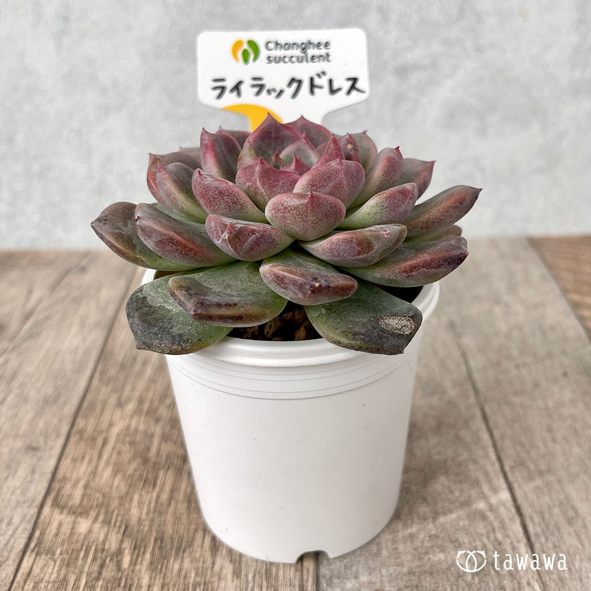 *新入荷* ライラックドレス【約8㎝以上】(チャンヒー農園苗)