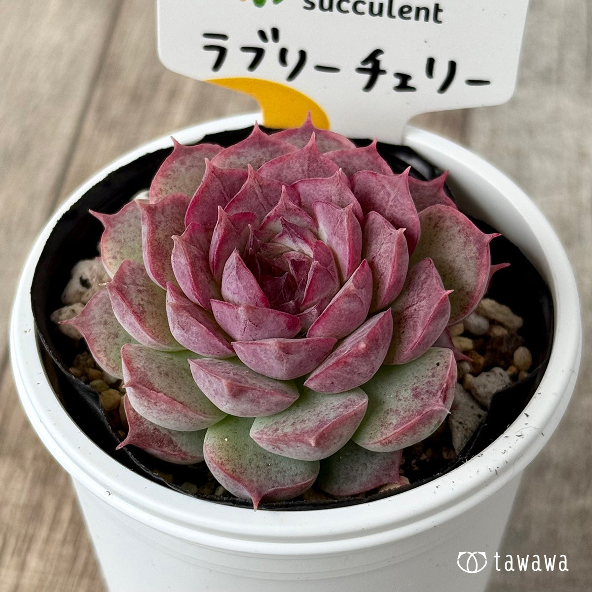 ラブリーチェリー（チャンヒー農園）【tawawaハウス苗】 – 多肉植物の