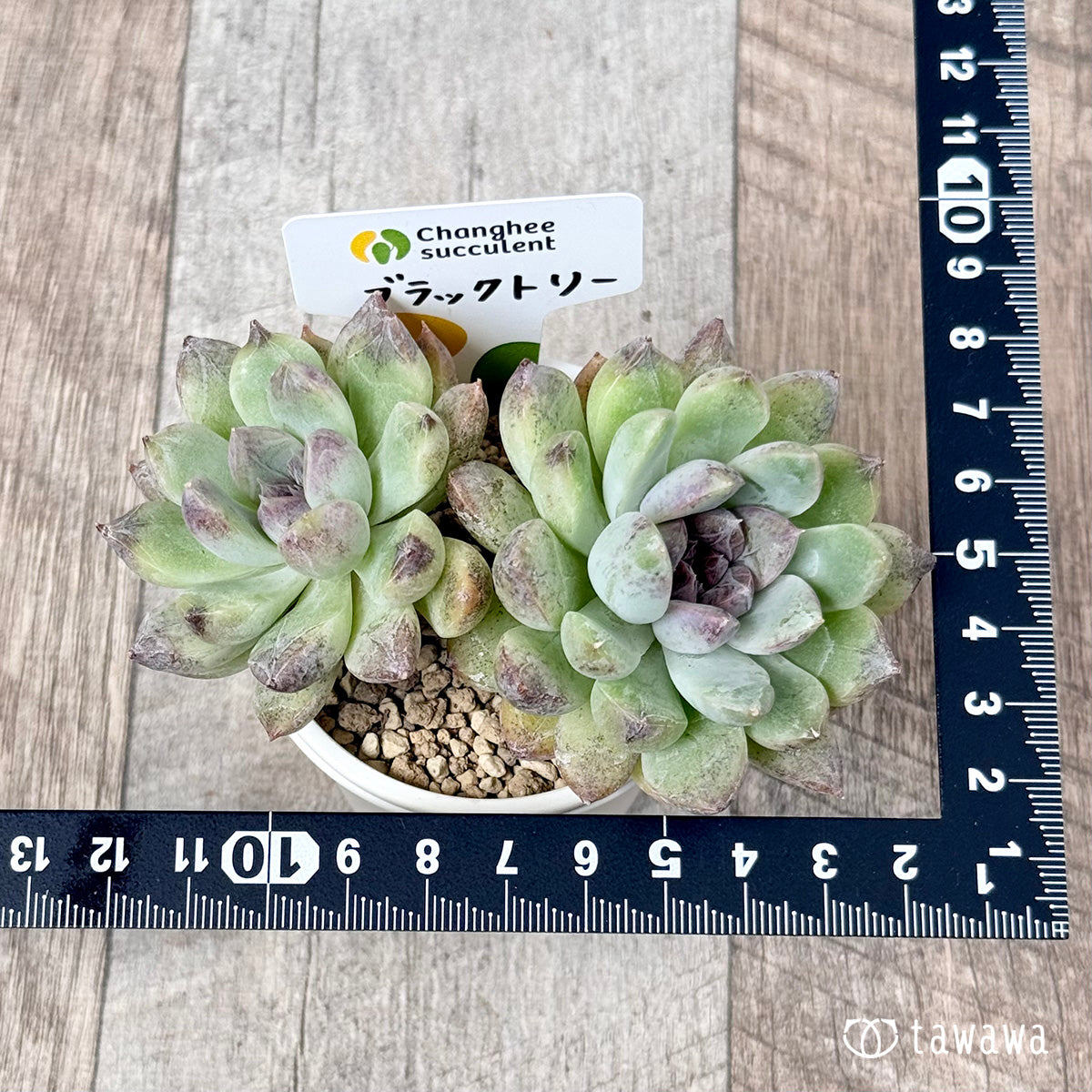 New Arrivals: Ice Green