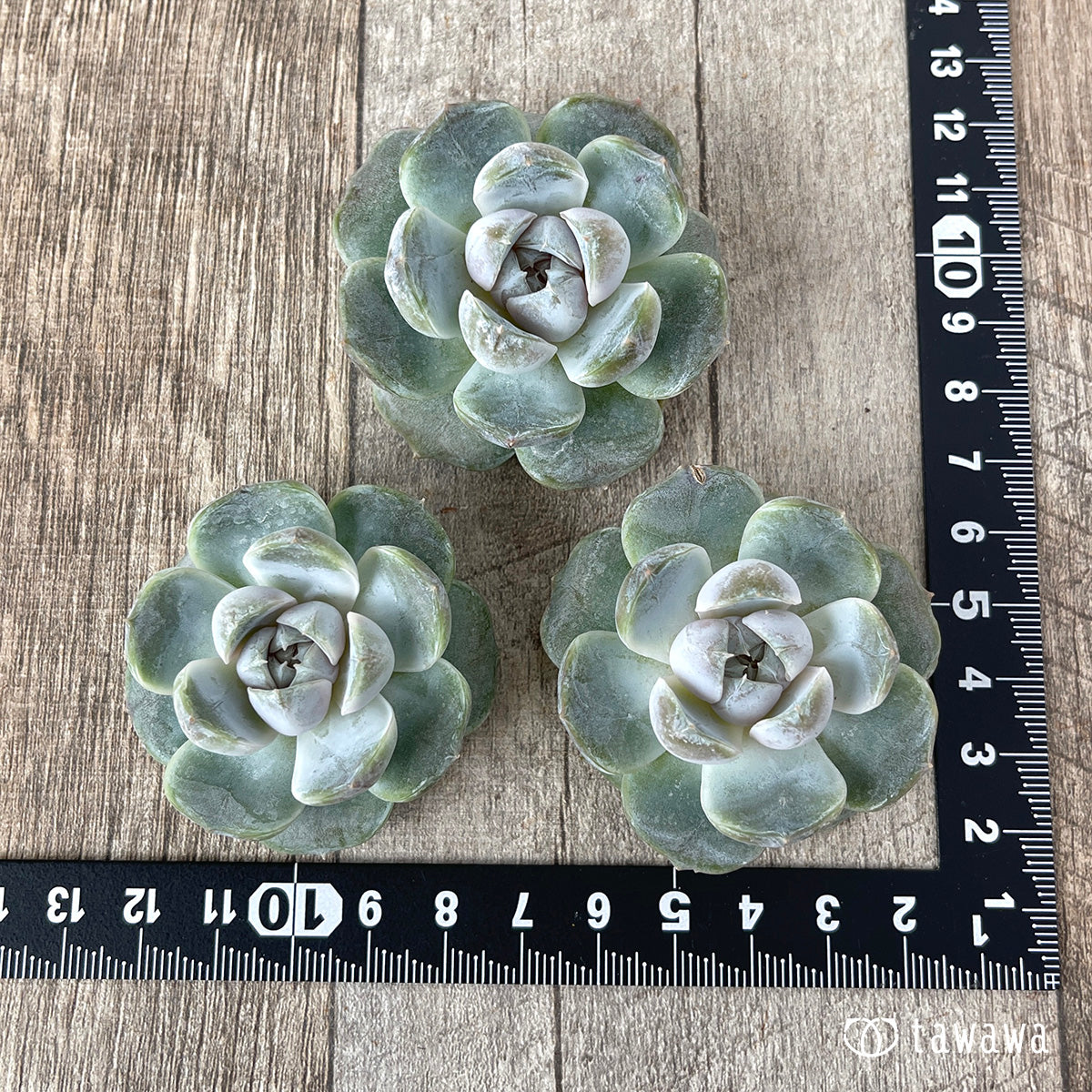 *新入荷* リラシナ ×アルビカンス(チャンヒー農園苗)