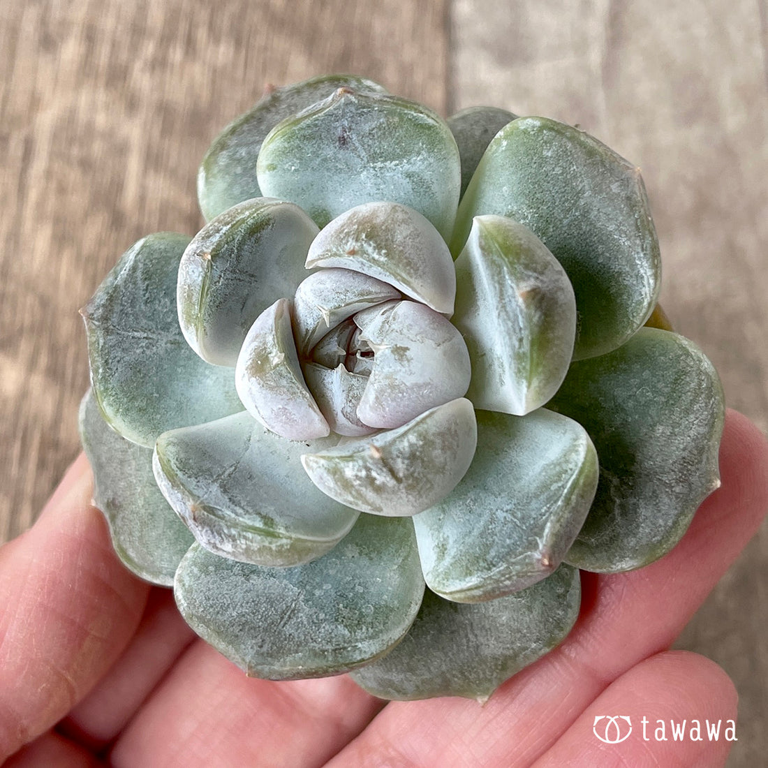 New Arrivals: Ice Green