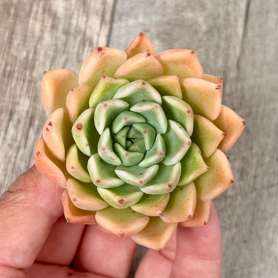 New Arrivals: Ice Green