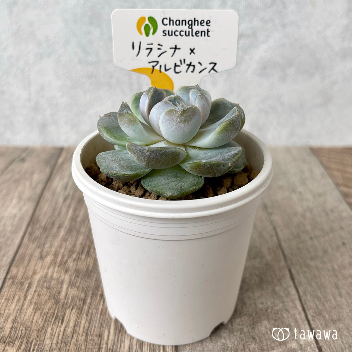 *新入荷* リラシナ ×アルビカンス(チャンヒー農園苗)