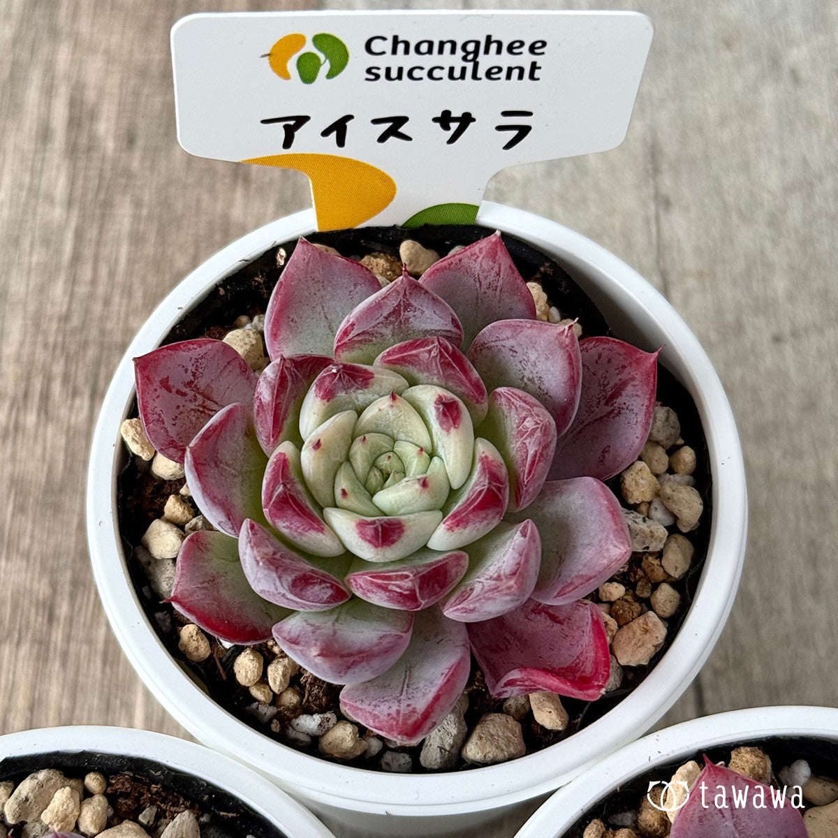 New Arrivals: Ice Green