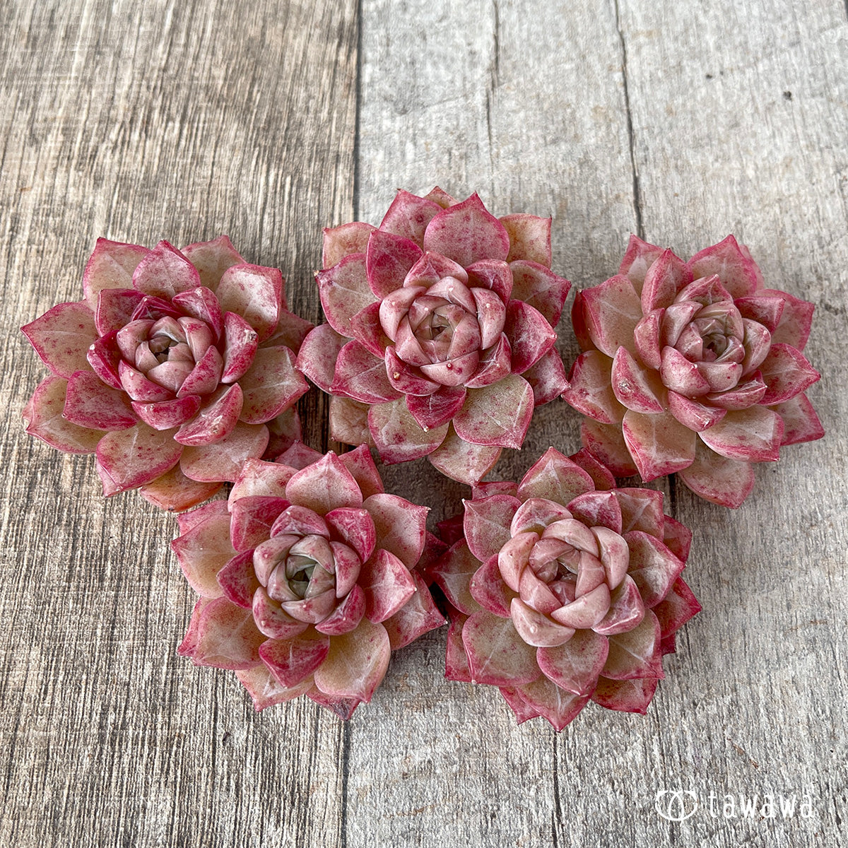 *新入荷* ルミニ ver.2(チャンヒー農園苗)