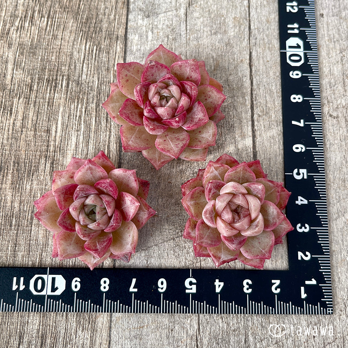 *新入荷* ルミニ ver.2(チャンヒー農園苗)