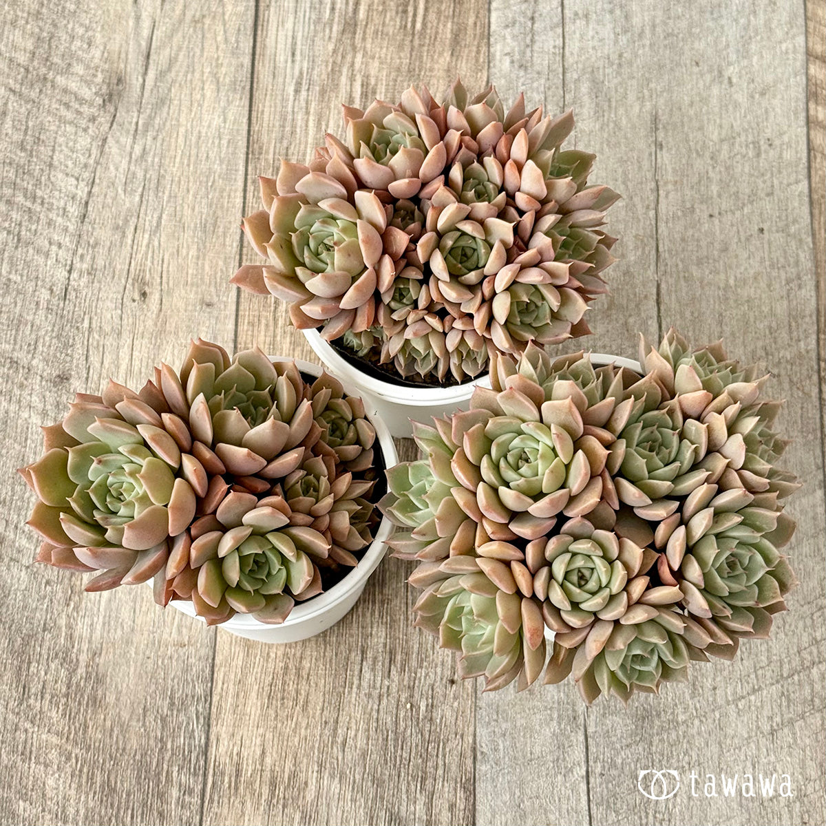 名前のない葉挿し苗④【tawawaハウス苗】