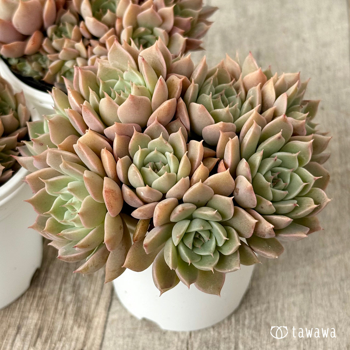 名前のない葉挿し苗④【tawawaハウス苗】