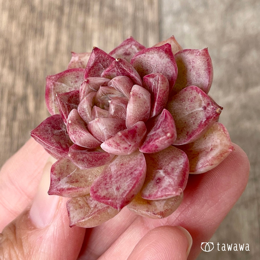 New Arrivals: Ice Green