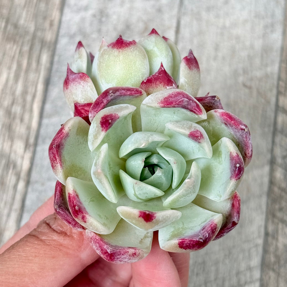 サラヒメ×ピオリス【多頭苗】(チャンヒー農園苗)