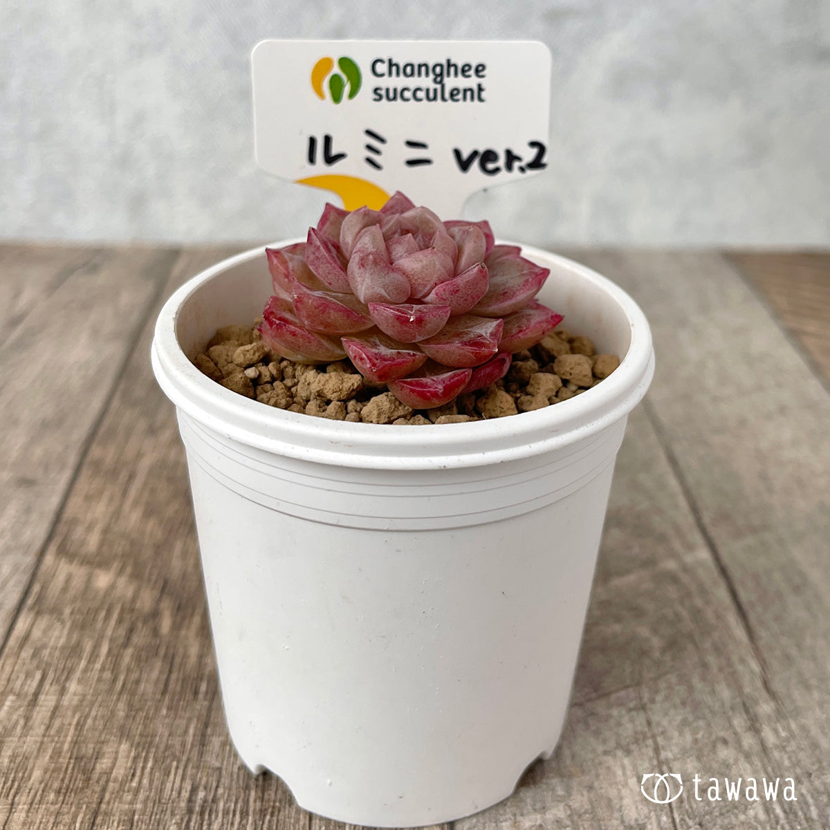 *新入荷* ルミニ ver.2(チャンヒー農園苗)