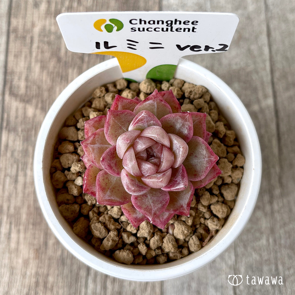 *新入荷* ルミニ ver.2(チャンヒー農園苗)