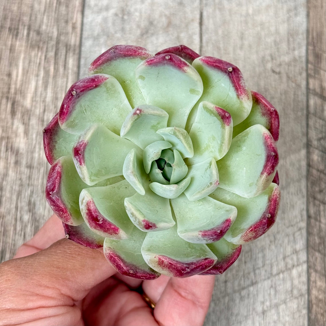 サラヒメ×ピオリス【単頭苗】(チャンヒー農園苗)