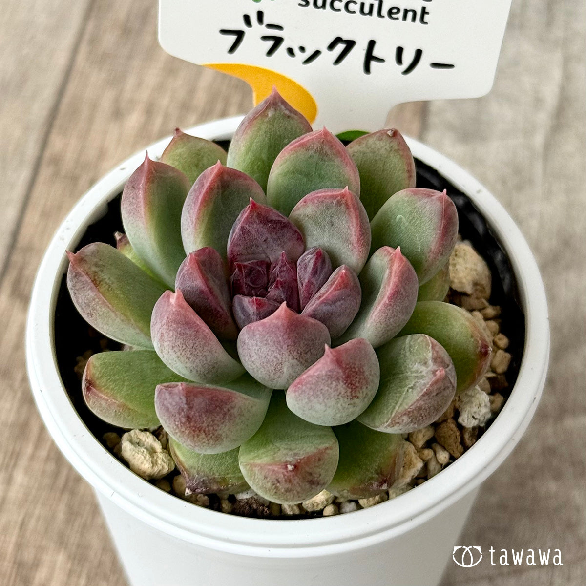 New Arrivals: Ice Green