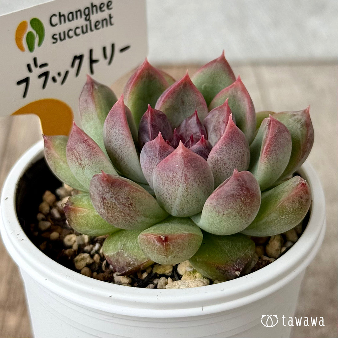 New Arrivals: Ice Green