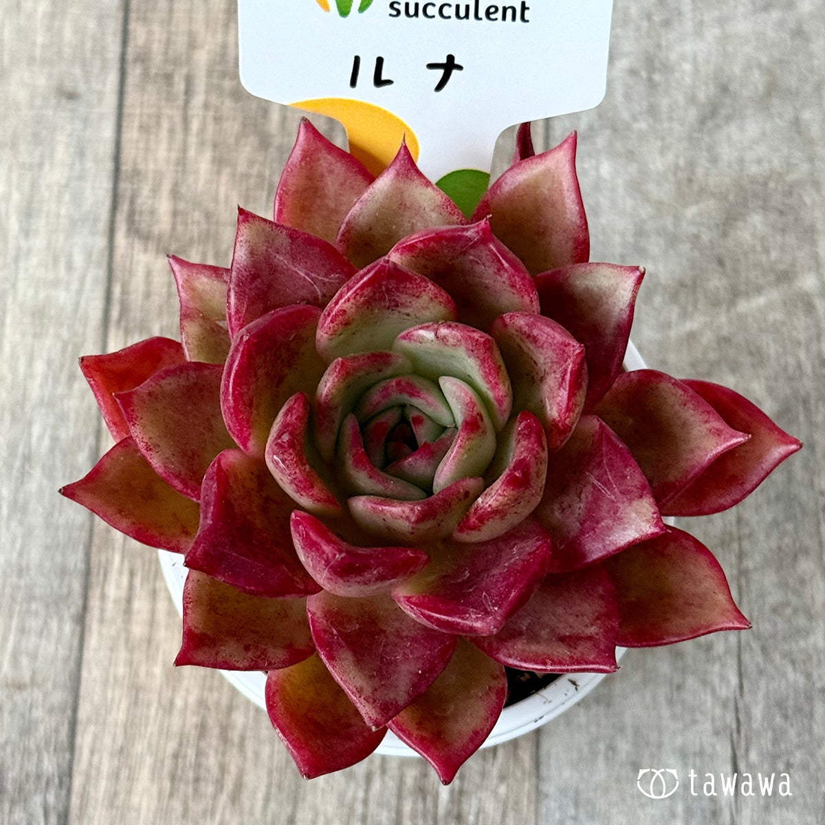 New Arrivals: Ice Green