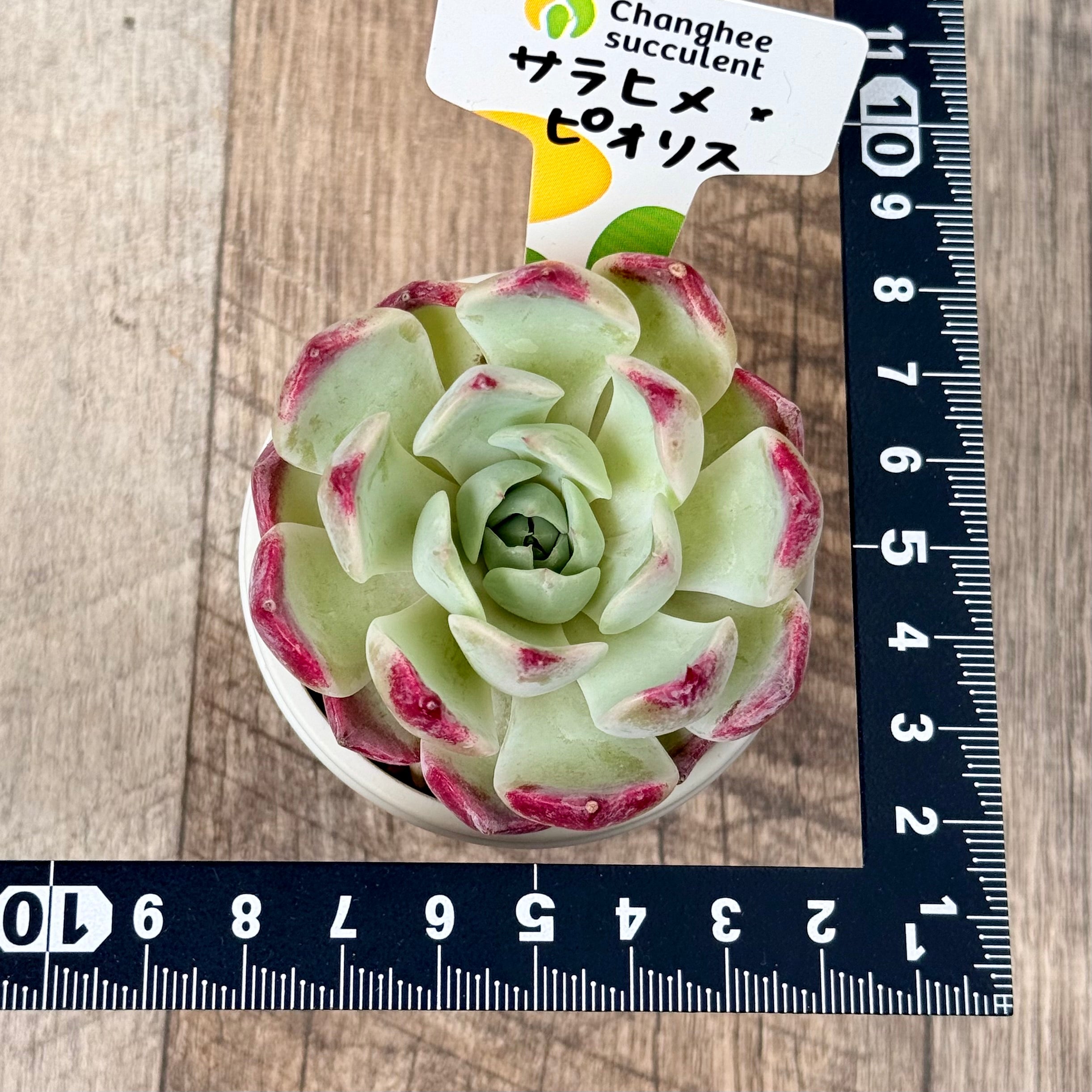 サラヒメ×ピオリス【単頭苗】(チャンヒー農園苗)