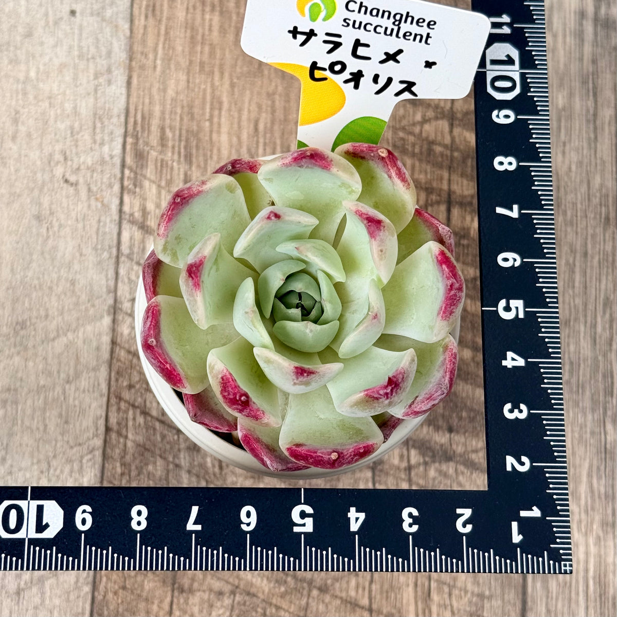 サラヒメ×ピオリス【単頭苗】(チャンヒー農園苗)