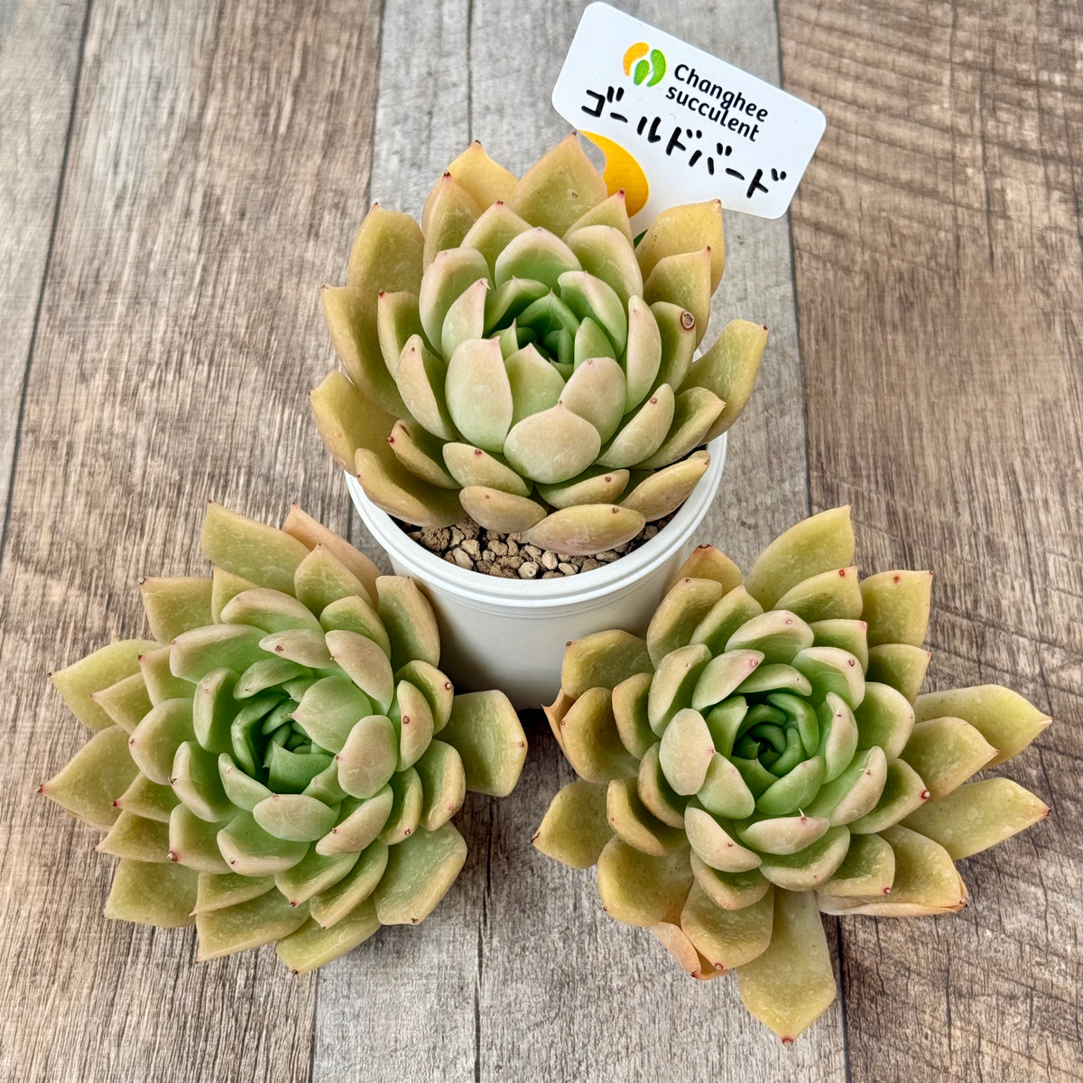 Gold Bird (Changhee Farm Seedlings)