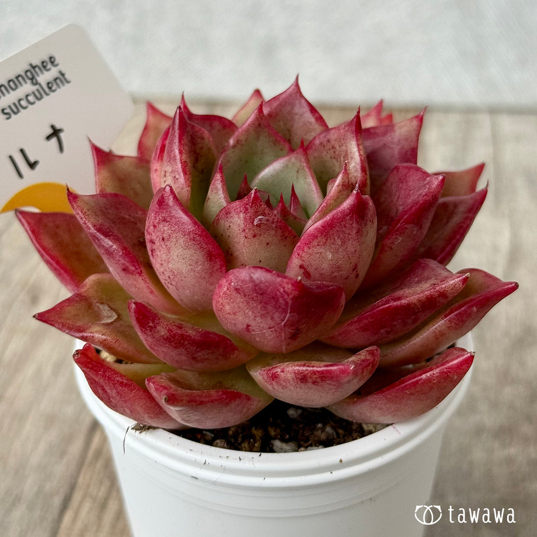 New Arrivals: Ice Green